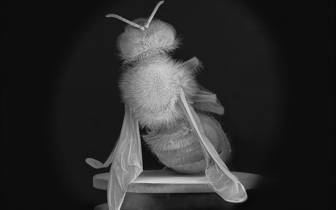 No Vertical Song   The Dead Bee Portraits # 2, 2015, Pigment print on Canson baryta paper