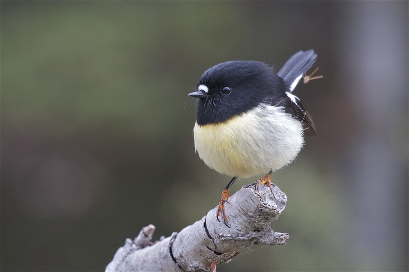 Ngirungiru, photographed by Steve Attwood