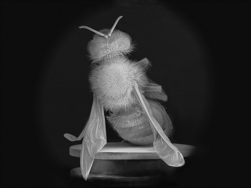 No Vertical Song   The Dead Bee Portraits # 2, 2015, Pigment print on Canson baryta paper