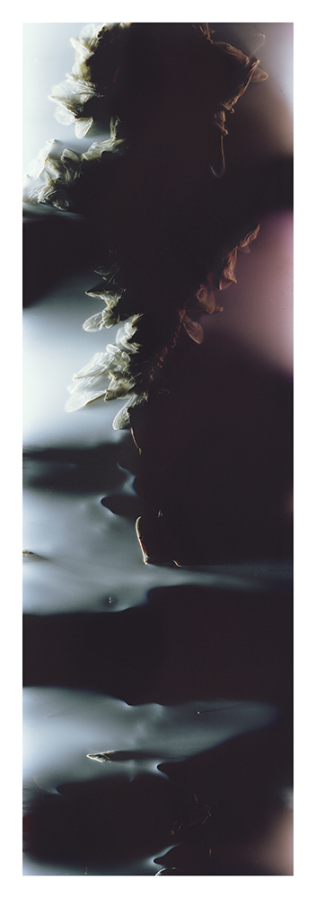 Anne Noble, 'Bruissement #10', 2015 Pigment prints on Canson baryta paper Courtesy of the artist, Jonathan Smart Gallery, Christchurch and Bartley and Company Art, Wellington.