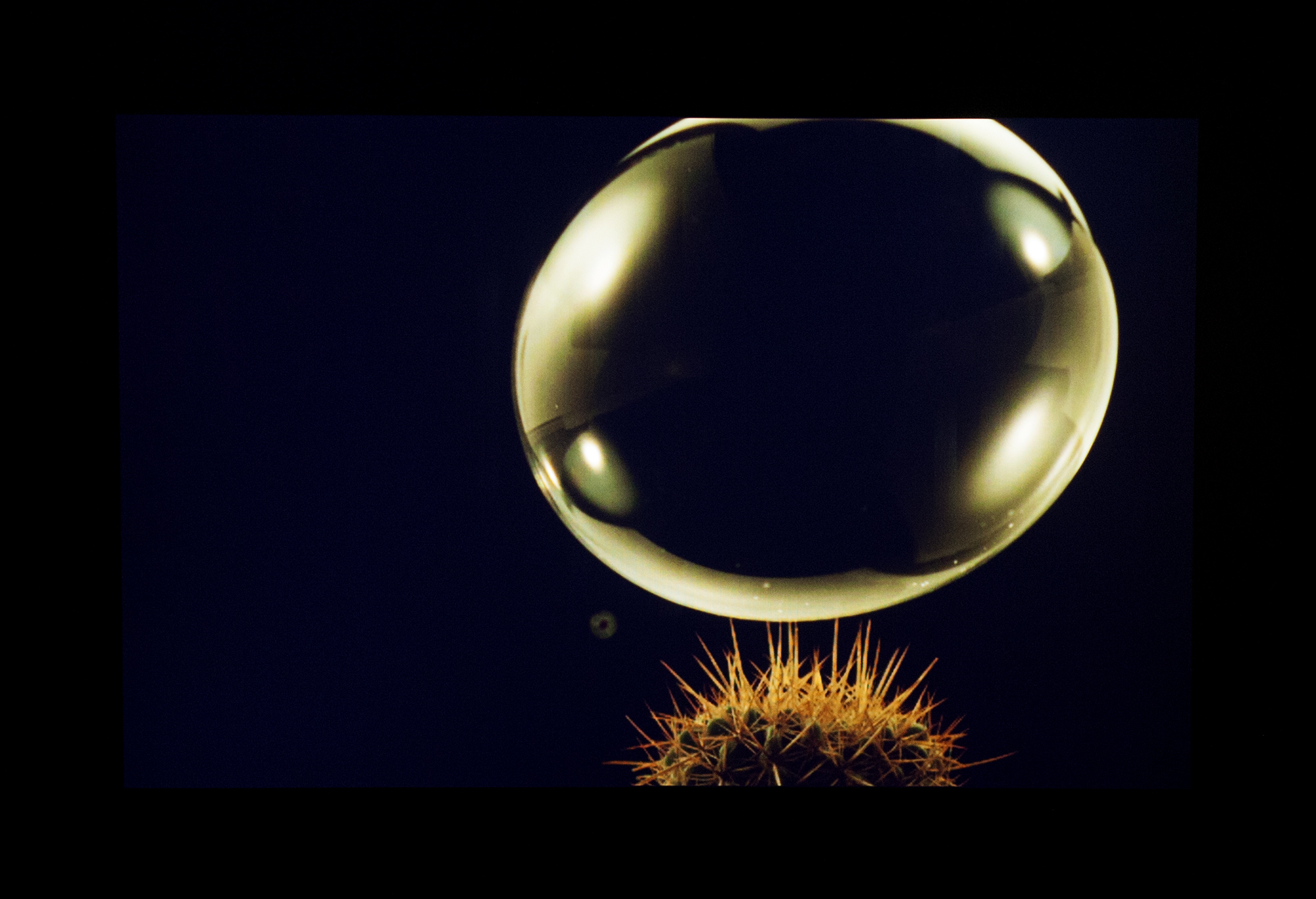 Steve Carr, 'Bubble Cactus' Photo Credit: Daniela Aebli