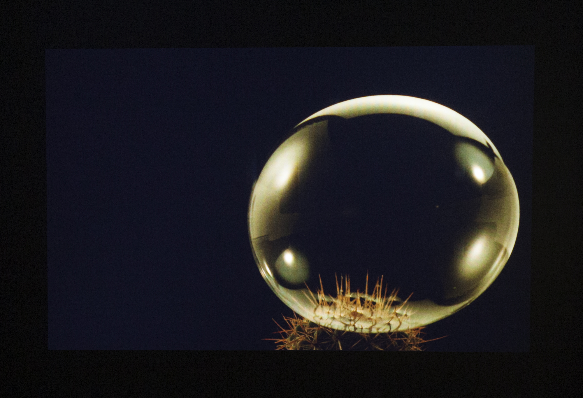 Steve Carr, 'Bubble Cactus' Photo Credit: Daniela Aebli