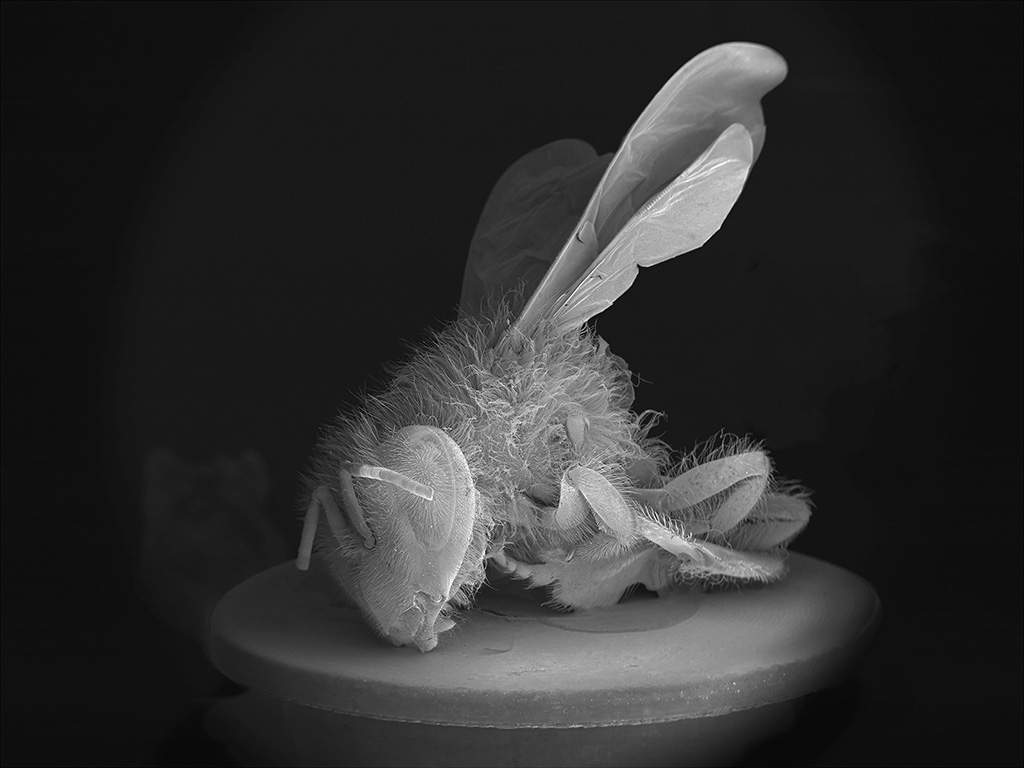 Anne Noble, 'Dead Bee Portrait #13', 2015 Courtesy of the artist and Two Rooms, Auckland