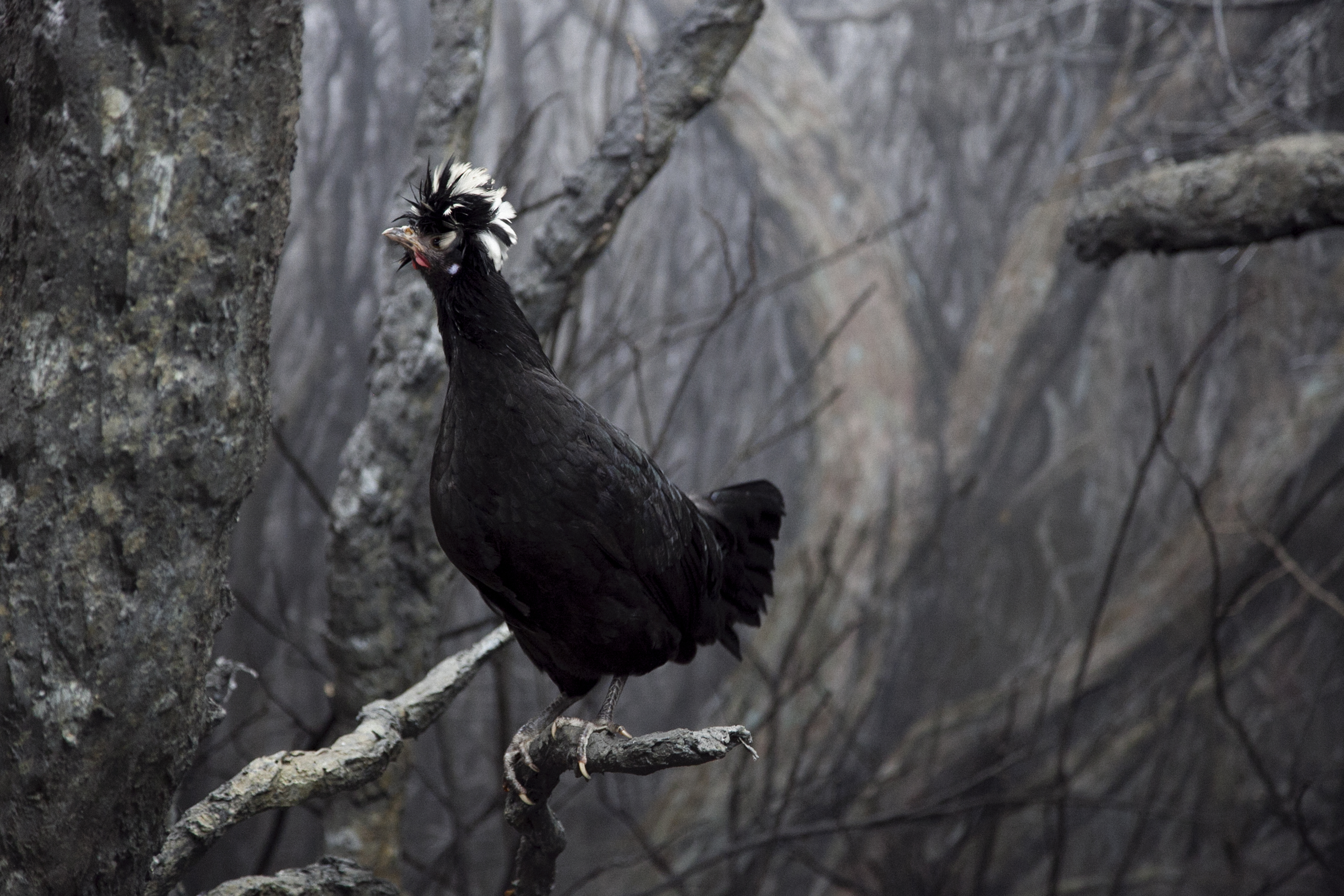Hayden Fowler, 'New World Order (production still iii)', 2013