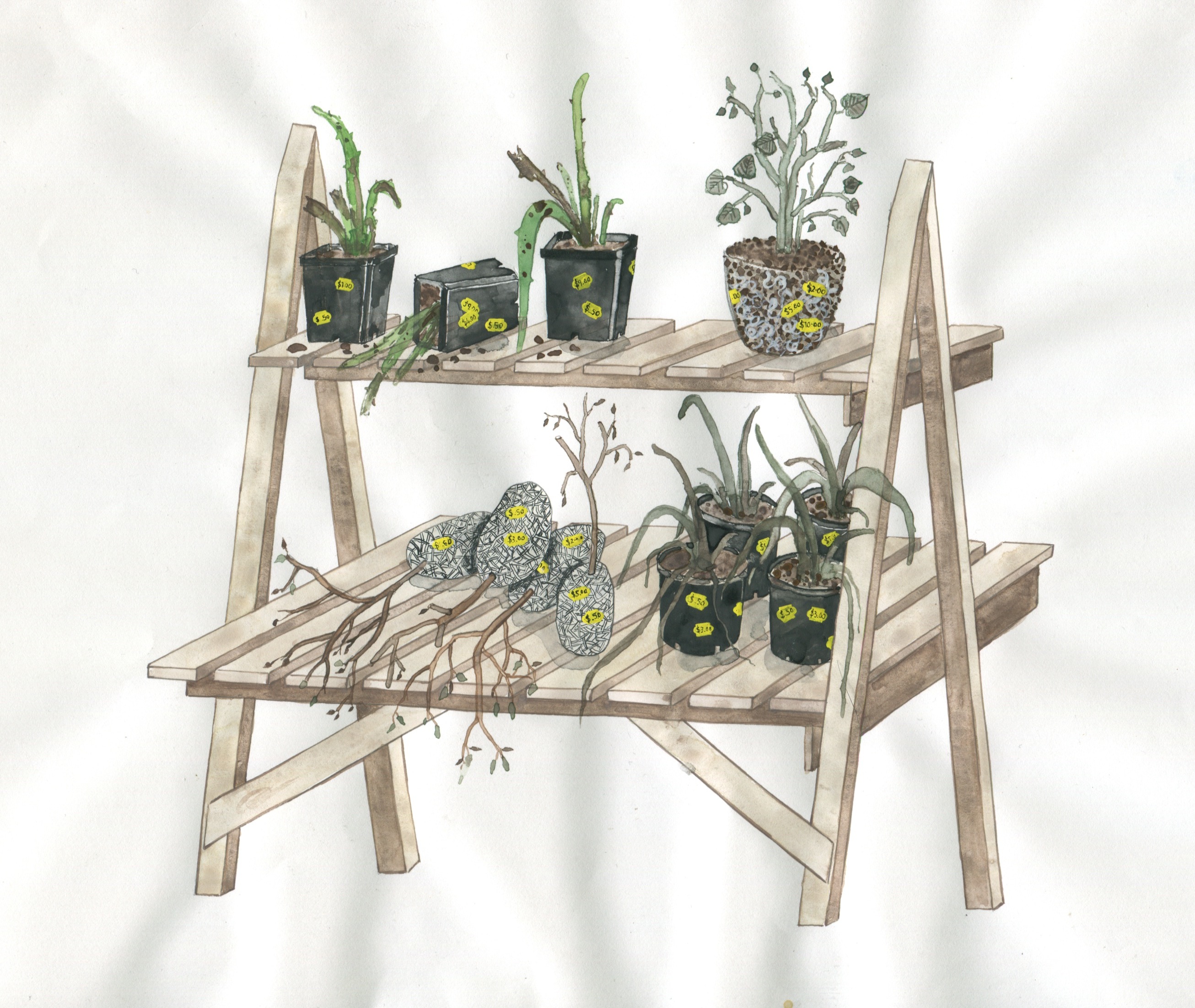 Working Drawing Zina Swanson 'Plants from the sale table', 2016