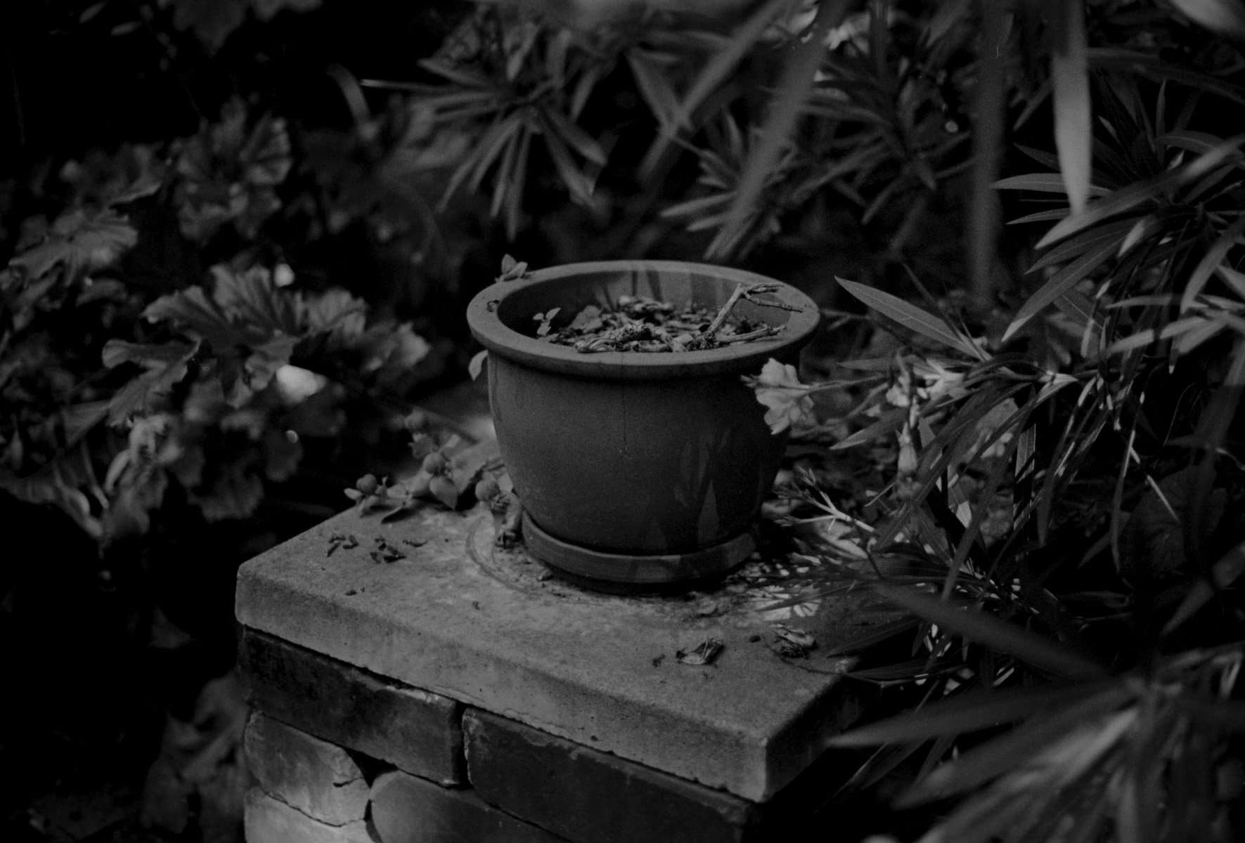 'Extract from 'Private Lodgings' (W. A. Sutton's Garden)', Silver gelatine print, 2016 Daegan Wells