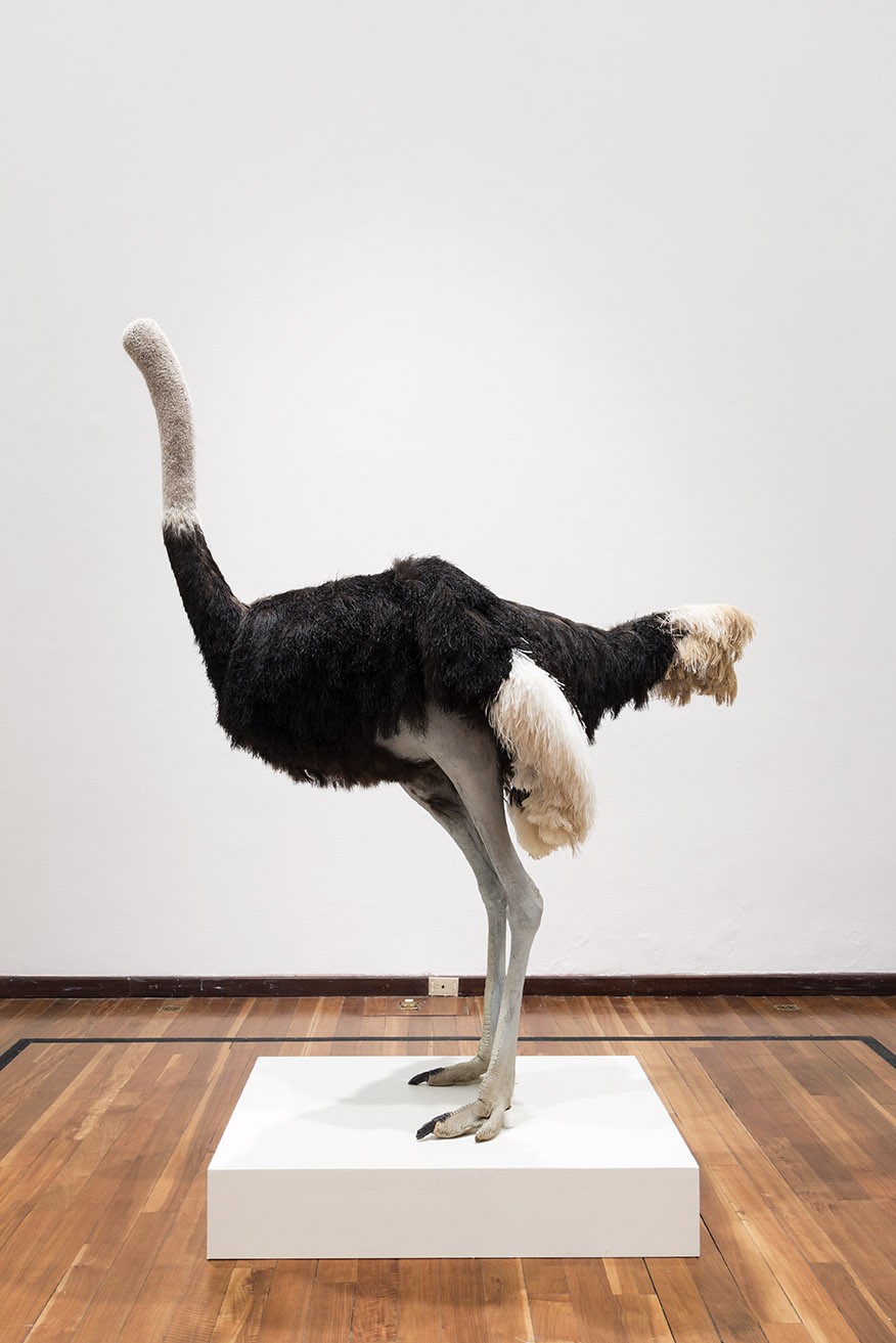 Ostrich, 2009