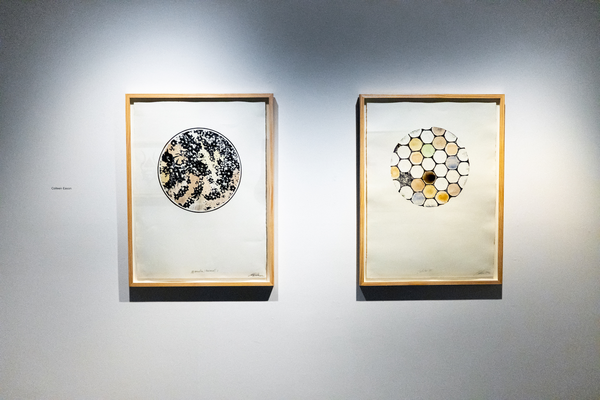 Colleen Eason, 'Cellular IV' & 'Habitat V', Image Credit Sam Quinn