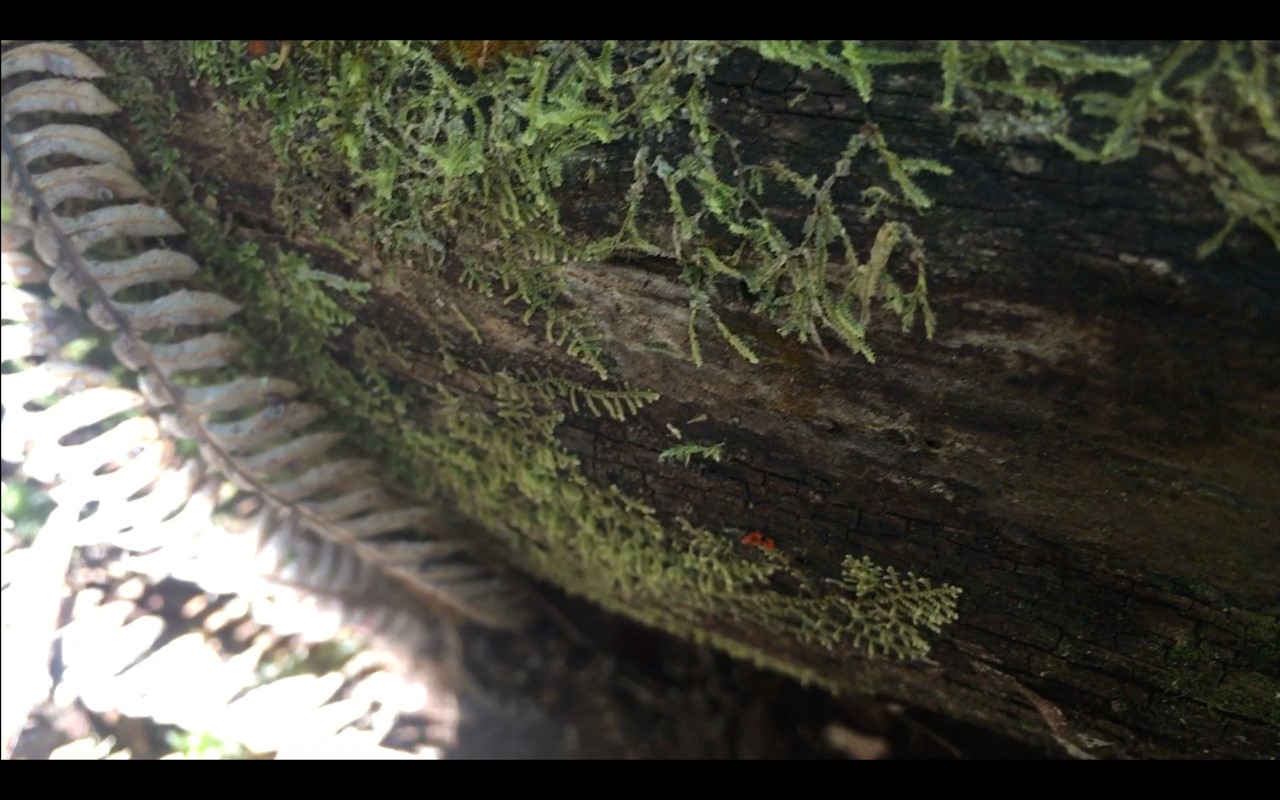 Gitanjali Bhatt - video still