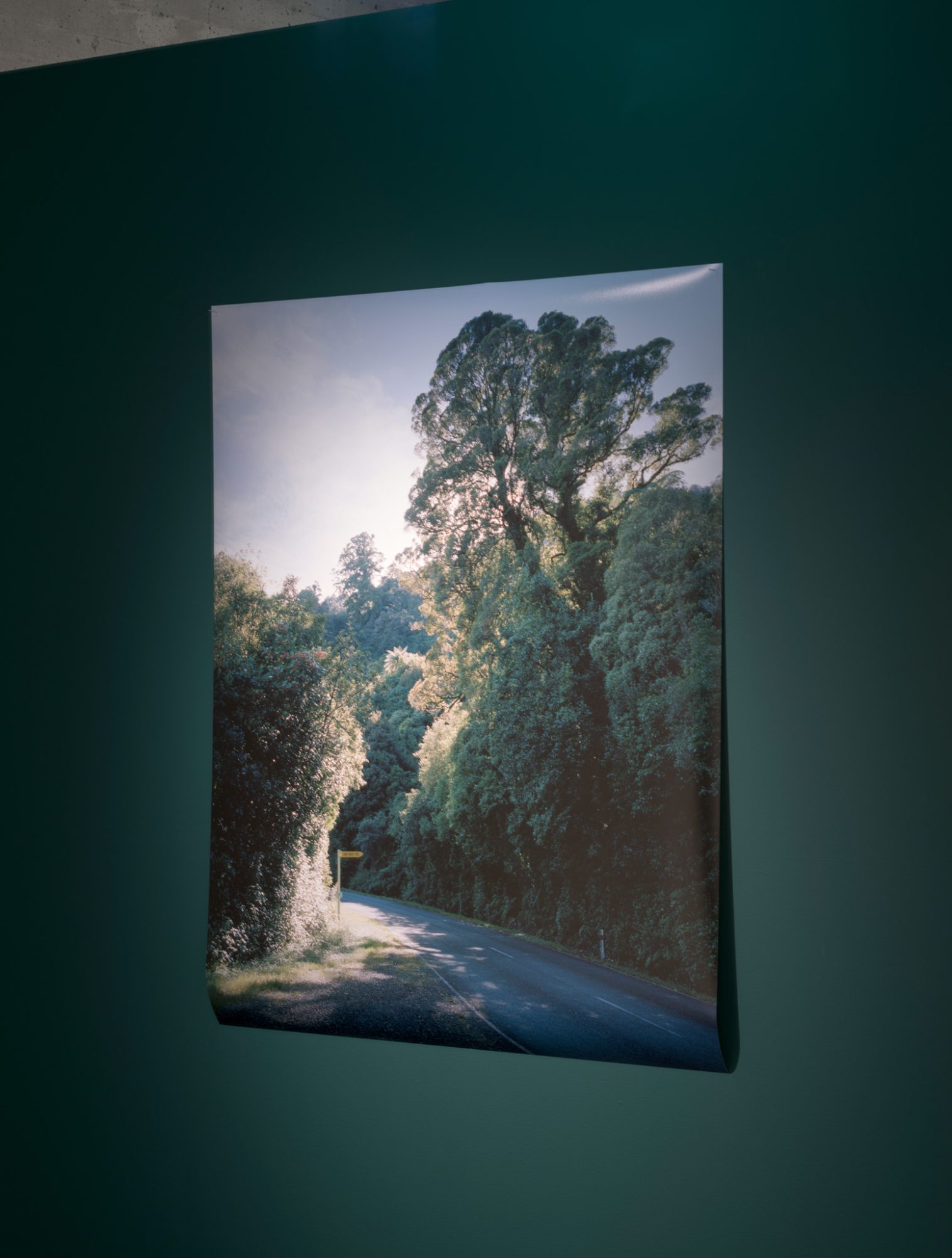 ‘Large Matai Tree’, yellow AA road sign, Karamea Highway, 2016, Hannah Watkinson
