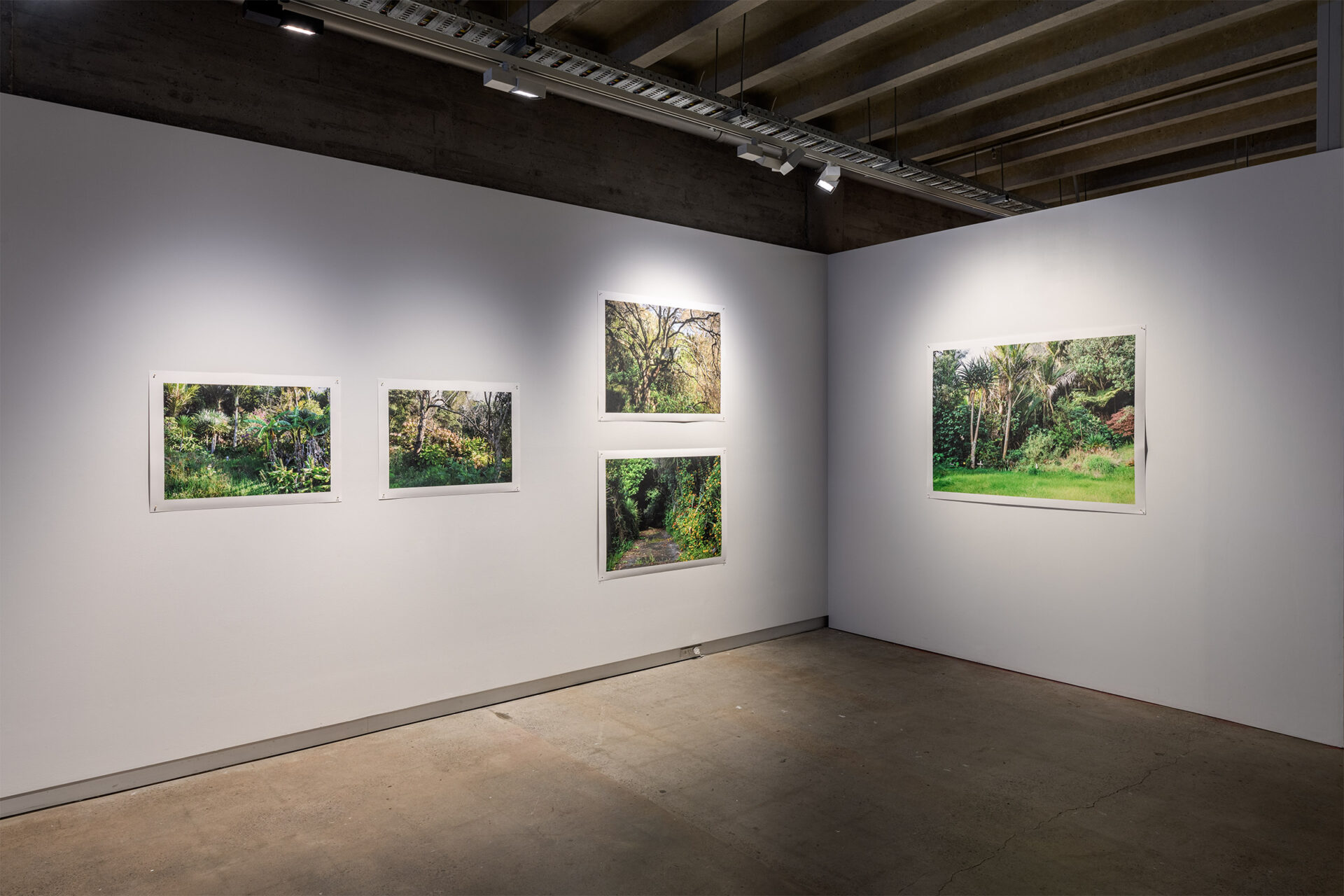 'There is (no) Anthropocene', Virginia Were 'On the escarpment, Motutara Road, 2025' , 'Driveway with Kohekohe, Motutara Road, 2025' , 'Loft, Motutara Road, 2025', 'Hydrangea, Domain Crescent, 2025', 'Tibouchina urvilleanum, Motutara Road, 2025' Digital photograph printed on Hahnemühle paper, Various Dimensions, 2025 Digital photograph printed on Hahnemühle paper, 1238 x 900 mm, 2025, Photo Credit Owen Spargo